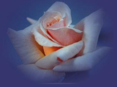 Bonjour mes ami(e)s